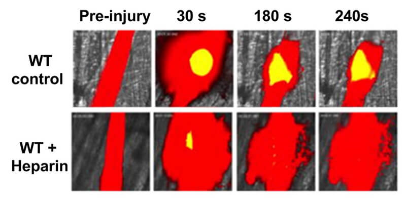 Laser-Ablation Cremaster Arteriole Rupture Hemostasis Model